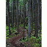 Photo Small Forest Trail Landscape title=
