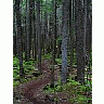 Photo Small Forest Trail Landscape