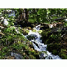 Photo Small Sequoia 6 Landscape title=