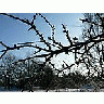 Photo Small Frostbitten Twig Landscape