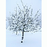 Photo Small Fruit Tree In Winter Clothing Landscape title=