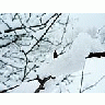 Photo Small Snow Branch Landscape