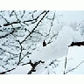 Photo Small Snow Branch Landscape title=