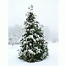 Photo Small Snow On Cypress Tree Landscape title=
