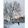 Photo Small Snow White Tree Landscape