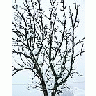 Photo Small Snow White Tree 2 Landscape title=