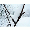 Photo Small Snowy Branch 2 Landscape title=