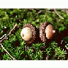 Photo Small Acorn Landscape