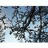 Photo Small Snowy Tree Branch Landscape