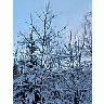 Photo Small Snowy Trees Landscape title=