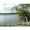 Photo Small Tree On Lake Rock Shore Landscape title=