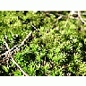 Photo Small Moss Landscape