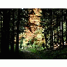 Photo Small Forest 35 Landscape title=