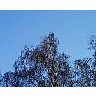 Photo Small Forest 41 Landscape title=