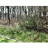 Photo Small Forest 58 Landscape title=