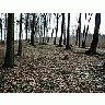 Photo Small Forest 69 Landscape