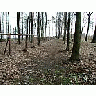 Photo Small Forest 70 Landscape title=