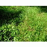 Photo Small Grass Landscape