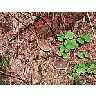 Photo Small Mushrooms Landscape