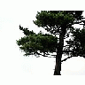 Photo Small Pine 2 Landscape