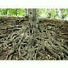 Photo Small Roots 3 Landscape title=