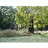 Photo Small Tree 3 Landscape