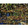 Photo Small Swamp Landscape title=