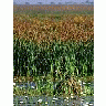 Photo Small Swamp 2 Landscape