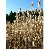 Photo Small Oats Closeup Landscape title=