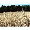 Photo Small Oats Field 2 Landscape