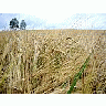 Photo Small Rye Landscape title=