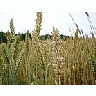 Photo Small Wheat Landscape