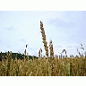 Photo Small Wheat 2 Landscape