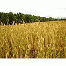 Photo Small Wheat 3 Landscape title=