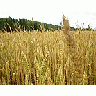 Photo Small Wheat 4 Landscape title=