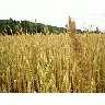 Photo Small Wheat 4 Landscape