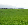 Photo Small Field 38 Landscape