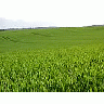 Photo Small Field 39 Landscape