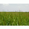 Photo Small Field 50 Landscape