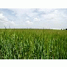 Photo Small Field 51 Landscape