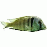 Photo Small Fish Object