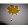 Photo Small Leaf Object