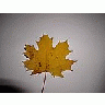 Photo Small Leaf 2 Object