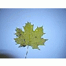 Photo Small Leaf 4 Object