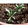 Photo Small Sprouts In Dirt Plant title=
