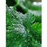 Photo Small Water Droplets Plant title=