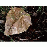 Photo Small Water Drops Leaf Plant