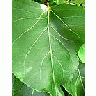 Photo Small Big Green Leave Plant title=