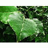 Photo Small Big Green Leaves Plant
