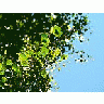 Photo Small Birch Leaves 5 Plant title=